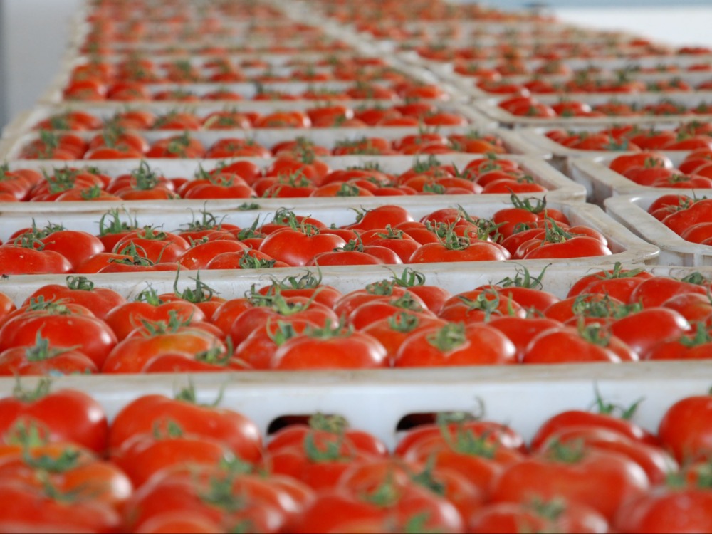 وزارة الزراعة