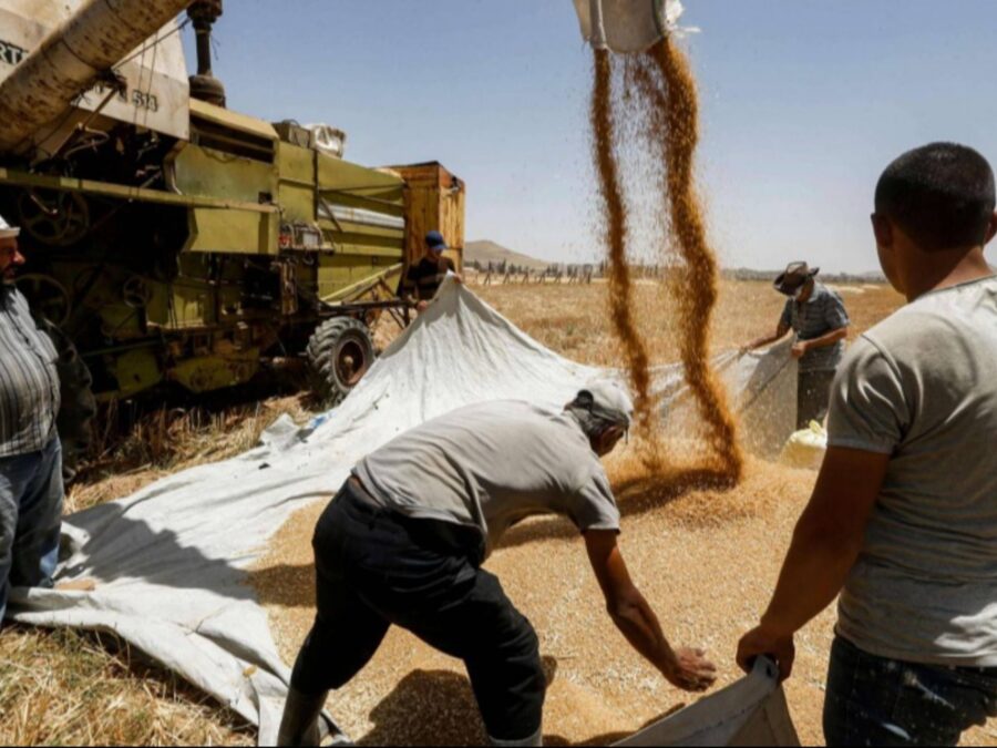 منظمة الأغذية