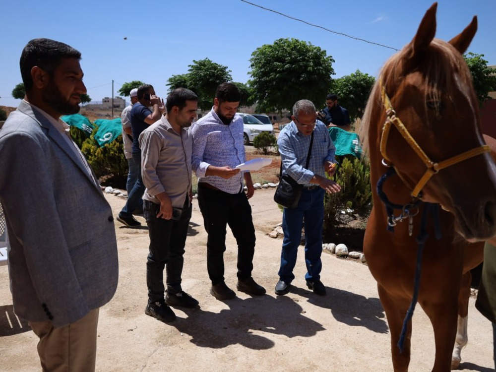 الخيول الأصيلة