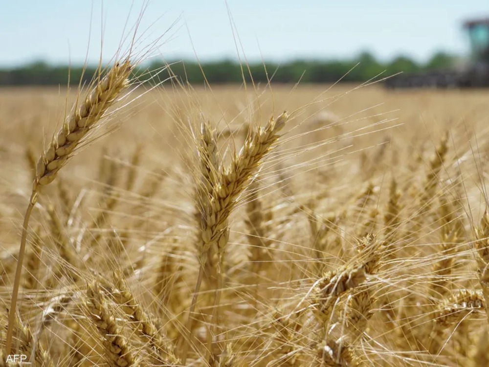 مدير المؤسسة العامة للحبوب يوضح للإخبارية التسهيلات المقدمة لمزارعي القمح هذا العام