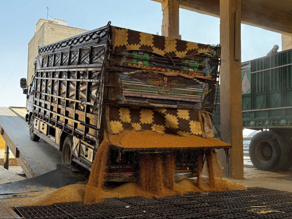 مدير المؤسسة العامة للحبوب يوضح للإخبارية التسهيلات المقدمة لمزارعي القمح هذا العام