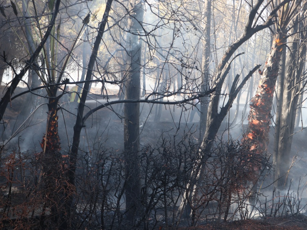 فرق الإطفاء تكافح للإحاطة بحريق بجانب القصر الرئاسي بدمشق