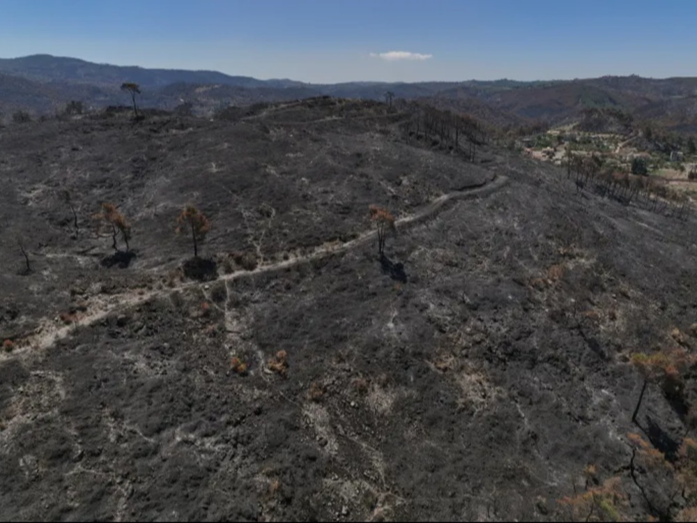 وزير الإدارة المحلية والبيئة: النيران أحرقت أكثر من 20 ألف هكتار من الغابات