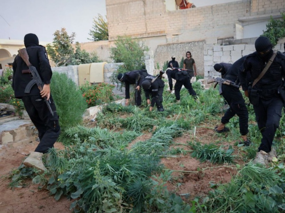 مكافحة المخدرات تضبط مزرعة حشيش داخل منزل بريف حلب