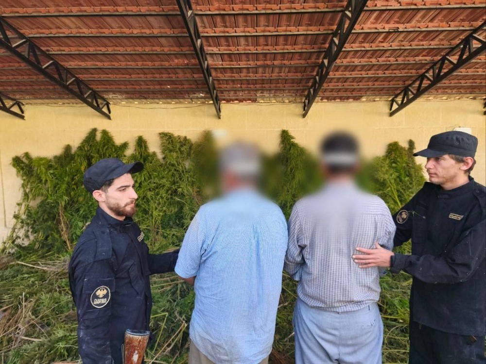 مكافحة المخدرات تضبط مزرعة قنب في مدينة دوما بريف دمشق