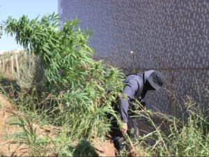درعا.. القبض على متورط في زراعة القنب المخدر وإتلاف المزروعات