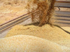 بقيمة 6 مليارات ليرة.. جهاز الرقابة المالية يكشف عن مخالفات في فروع السورية للحبوب