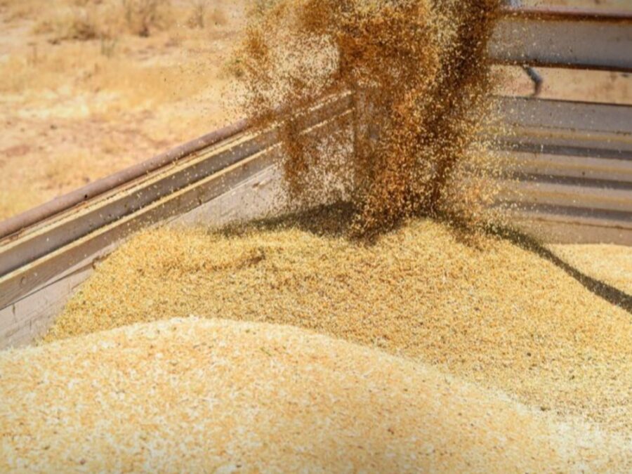 بقيمة 6 مليارات ليرة.. جهاز الرقابة المالية يكشف عن مخالفات في فروع السورية للحبوب