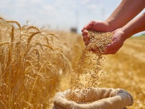 وزارة الزراعة لـ"الإخبارية": مشروع القرض الحسن يستهدف زراعة 300 ألف هكتار قمح