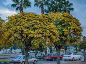 طقس شتوي بارد في أغلب المناطق.. ومنخفض جوي جديد ابتداء من الخميس