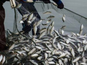 محافظة دير الزور: إجراءات قانونية مشددة ضد ممارسي الصيد الجائر