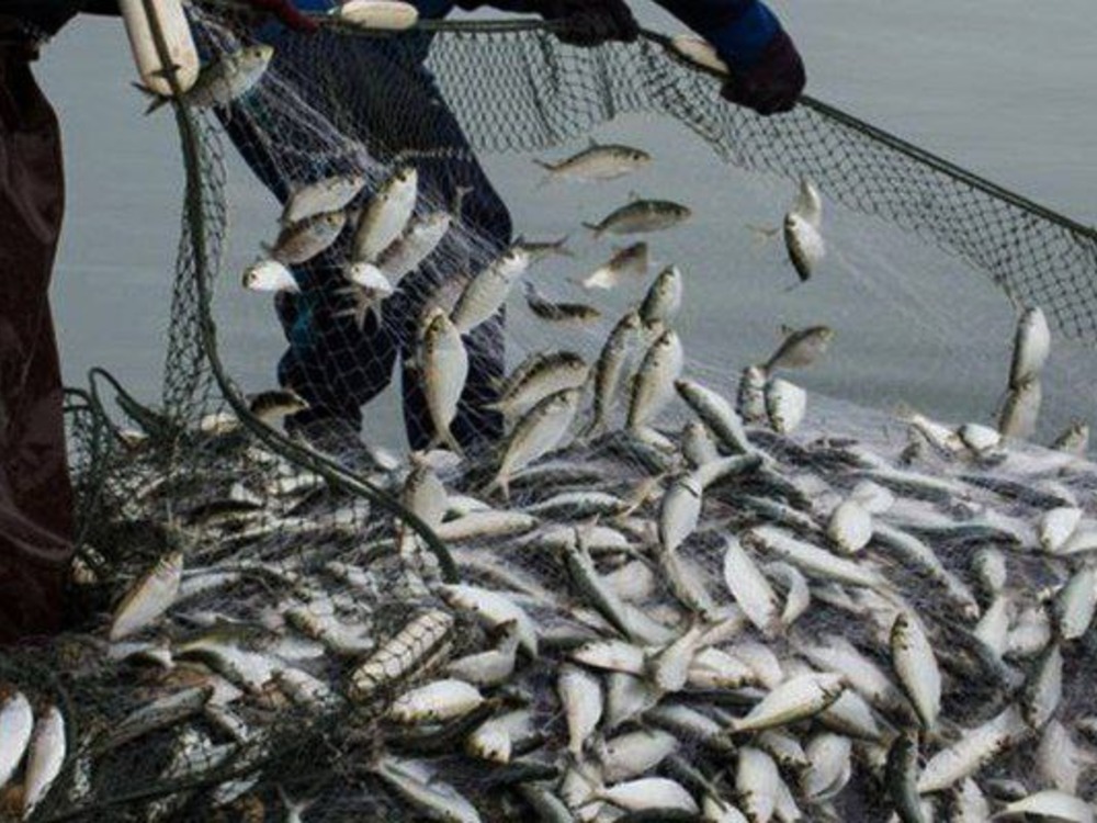 محافظة دير الزور: إجراءات قانونية مشددة ضد ممارسي الصيد الجائر