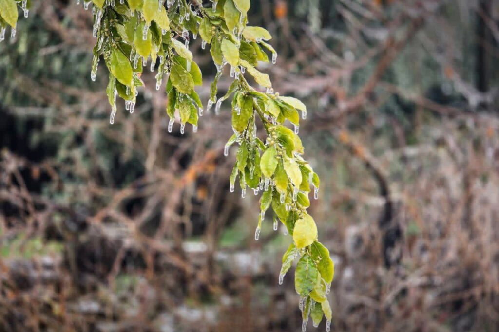 وزارة الزراعة تدعو الفلاحين لاتخاذ إجراءات وقائية للتقليل من آثار موجة الصقيع