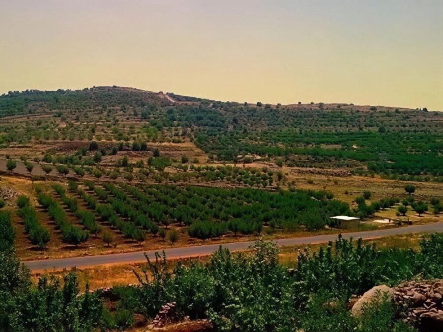 آلاف الدونمات العامة في السويداء تتحول إلى مصدر تمويل للميليشيات