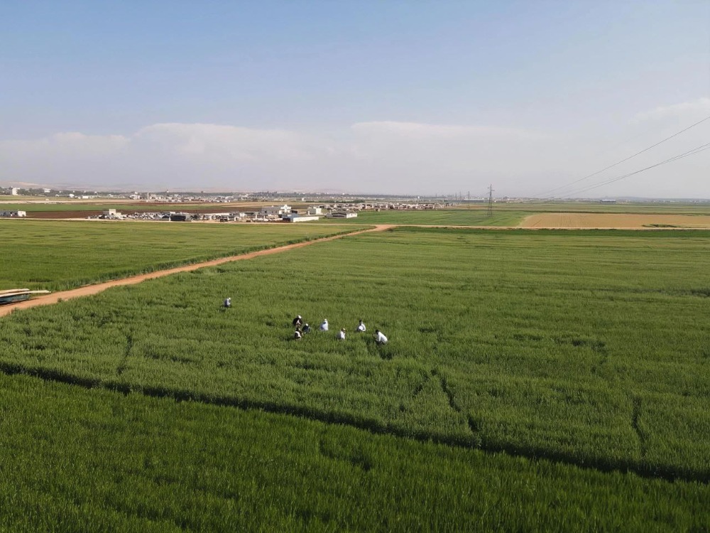 زراعة حلب: تسجيل نسب تنفيذ مرتفعة في زراعة القمح والشعير هذا الموسم