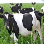 مدير الصحة والإنتاج الحيواني: حملة تحصين الأبقار وقائية ودورية ودون تسجيل إصابات