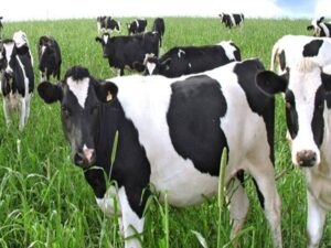 مدير الصحة والإنتاج الحيواني: حملة تحصين الأبقار وقائية ودورية ودون تسجيل إصابات