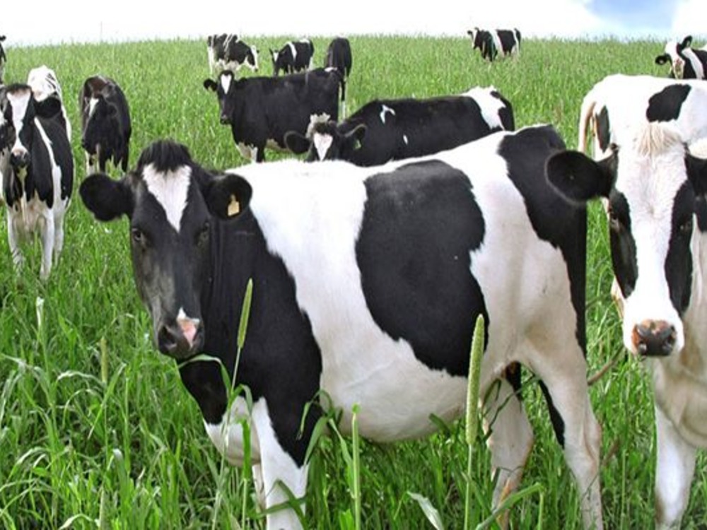 مدير الصحة والإنتاج الحيواني: حملة تحصين الأبقار وقائية ودورية ودون تسجيل إصابات