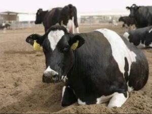 إطلاق حملة لتحصين الأبقار ضد مرض "الجلد العقدي" بريف حماة