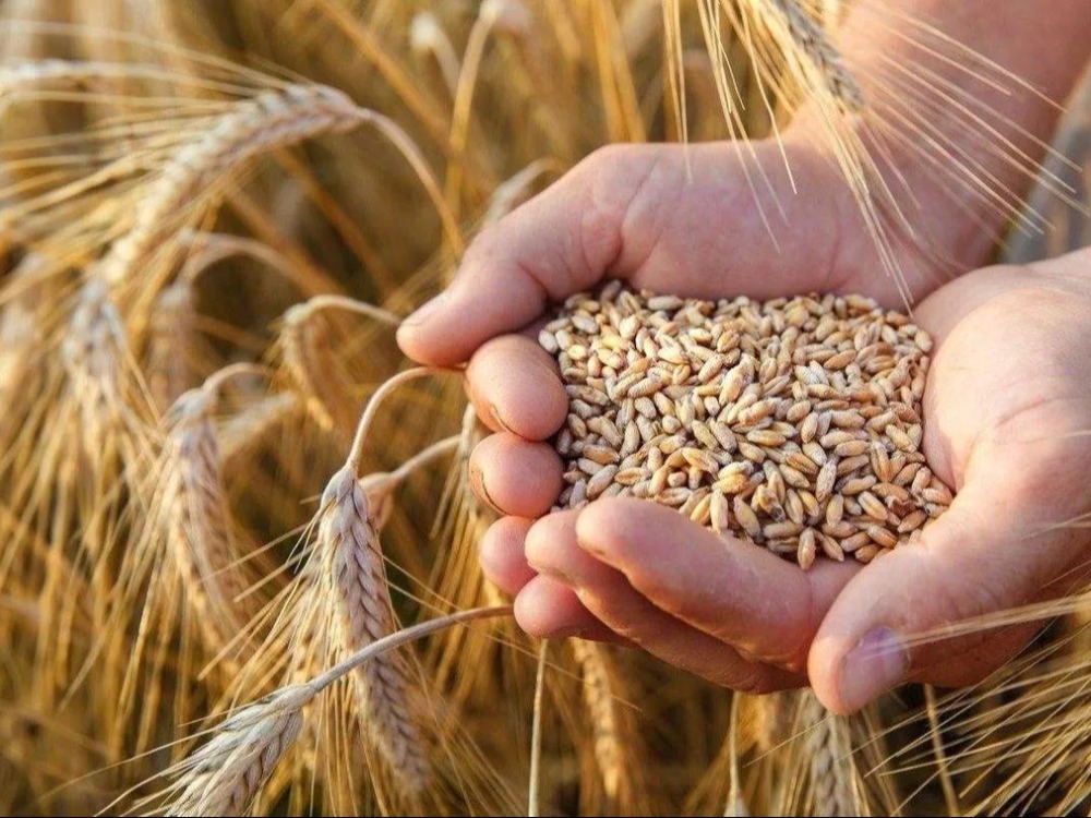 مدير الزراعة: محصولا القمح والشعير يبشران بموسم زراعي وافر