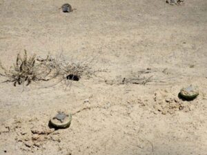 مقتل طفل وإصابة 3 من عائلة واحدة بانفجار لغم بريف حمص الشرقي