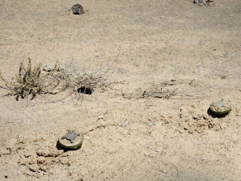 مقتل طفل وإصابة 3 من عائلة واحدة بانفجار لغم بريف حمص الشرقي