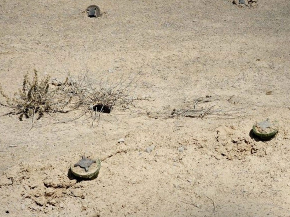 مقتل طفل وإصابة 3 من عائلة واحدة بانفجار لغم بريف حمص الشرقي