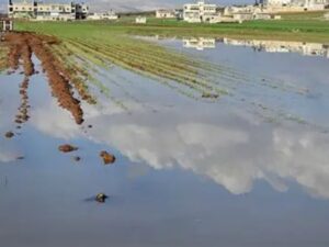 حلب.. موسم أمطار استثنائي وخطة حكومية للحد من الخسائر الزراعية