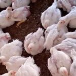 في ظل حملة مقاطعة..الفروج يبدأ بالتراجع ولجنة مربي الدواجن تتوقع مزيداً من الانخفاض