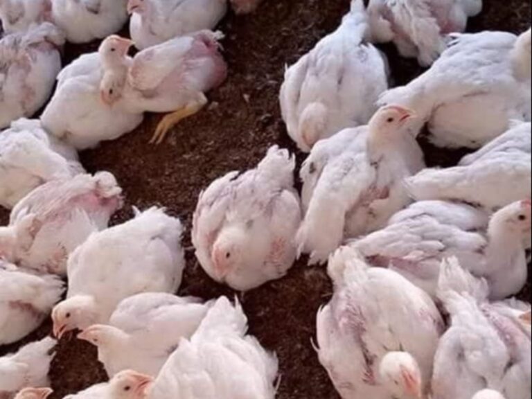 المؤسسة العامة للدواجن قرار وقف استيراد فروج الريش خطوة لدعم المنتج المحلي