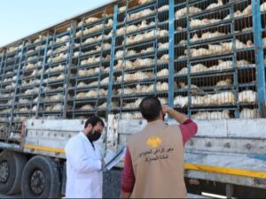 بدء إدخال شحنات الدجاج الحي عبر منفذ الراعي بريف حلب
