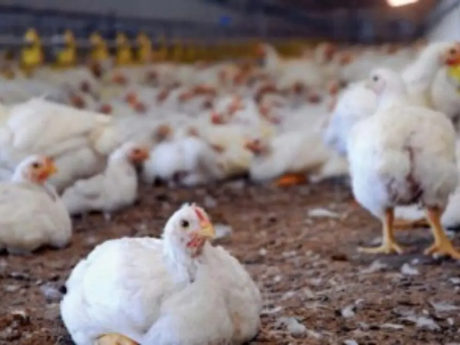 "حماية المستهلك" للإخبارية: نفذنا إجراءات مكثفة لضبط أسعار مادة الفروج