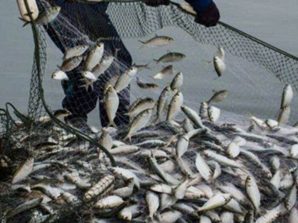 منع صيد وبيع الأسماك النهرية في حلب حتى نهاية أيار المقبل