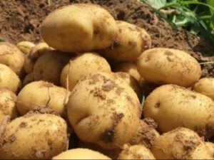 اللجنة الوطنية للاستيراد والتصدير تسمح باستيراد البطاطا حتى 30 نيسان