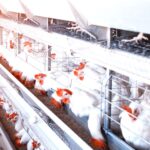 المؤسسة العامة للدواجن: رقابة صحية مشددة على الفروج المستورد لضمان سلامته