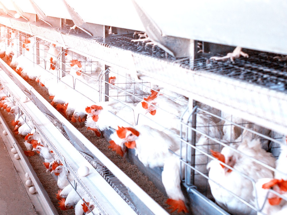 المؤسسة العامة للدواجن: رقابة صحية مشددة على الفروج المستورد لضمان سلامته