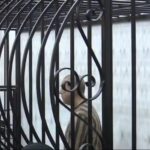 انطلاق جلسة المحاكمة العلنيّة الثانية للمتهم عاطف نجيب