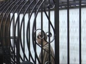 عاطف نجيب يمثل في قفص الاتهام تمهيداً لبدء المحاكمة العلنية بدمشق