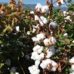 وزارة الزراعة: الإنتاج المتوقع من القطن هذا العام يصل إلى 150 ألف طن تقريبا