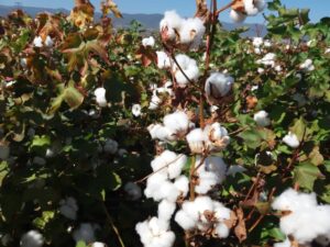 وزارة الزراعة: الإنتاج المتوقع من القطن هذا العام يصل إلى 150 ألف طن تقريبا