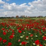 أجواء ربيعية دافئة في عموم البلاد.. وحالة عدم استقرار بدءاً من السبت