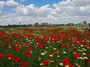 أجواء ربيعية دافئة في عموم البلاد.. وحالة عدم استقرار بدءاً من السبت