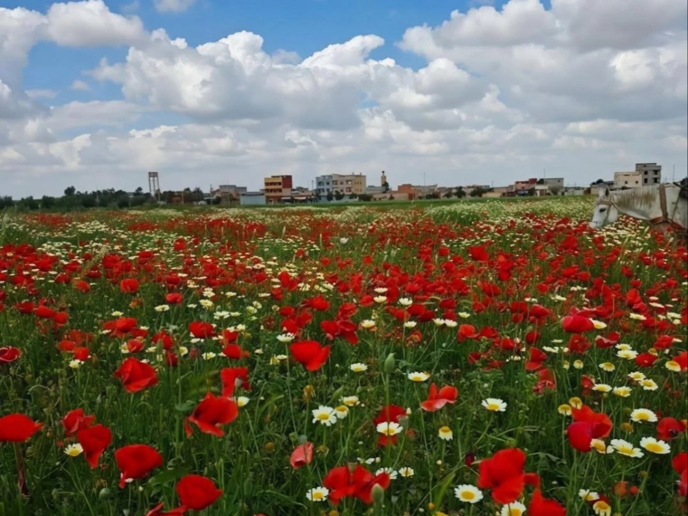 أجواء ربيعية دافئة في عموم البلاد.. وحالة عدم استقرار بدءاً من السبت