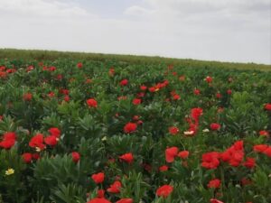 أجواء ربيعية مستقرة اليوم.. وحالة عدم استقرار جوي تبدأ ظهر السبت