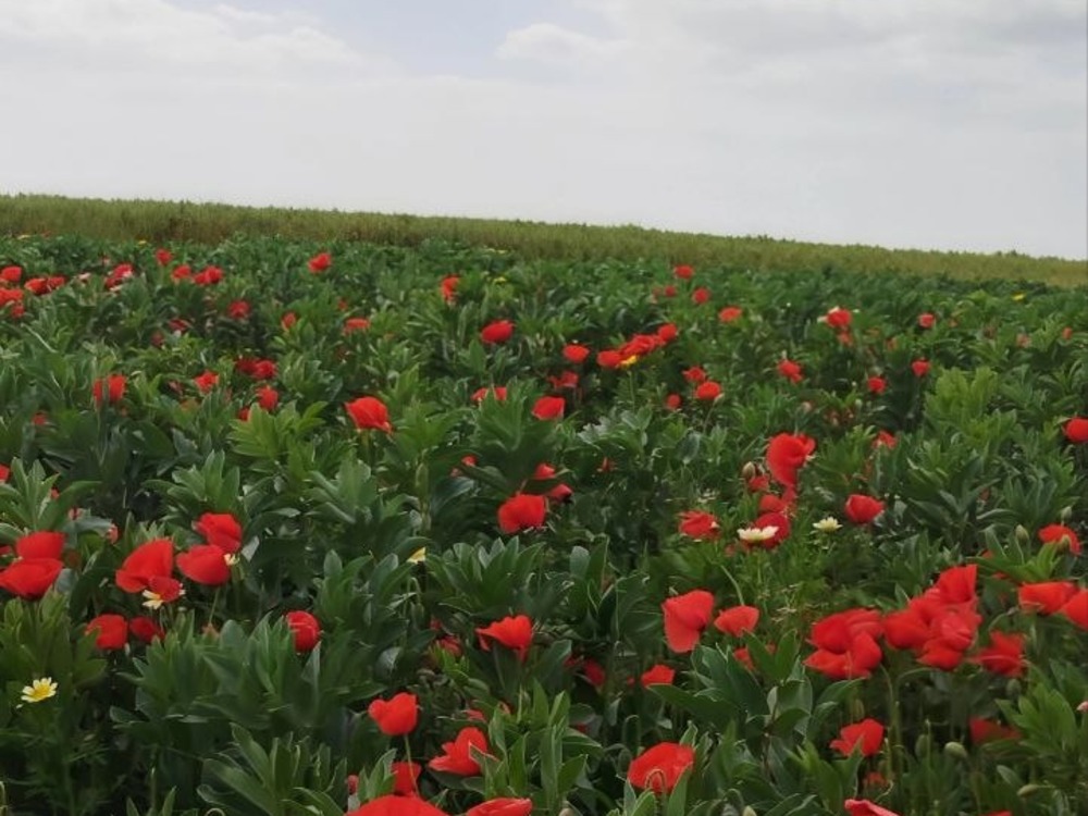 أجواء ربيعية مستقرة اليوم.. وحالة عدم استقرار جوي تبدأ ظهر السبت