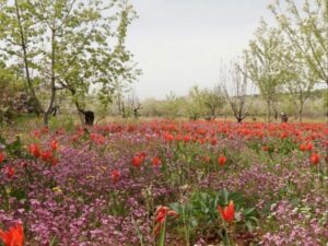 أجواء ربيعية مستقرة في عموم البلاد والحرارة حول معدلاتها