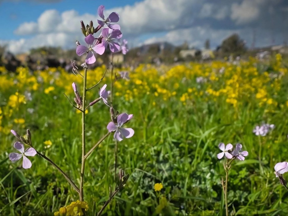 أجواء ربيعية نهاراً.. ومنخفض جوي جديد يبدأ مساءً