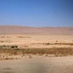 في اليوم العالمي لمكافحة التصحر.. استعادة الغطاء النباتي بـ 900 ألف غرسة مقاومة للجفاف