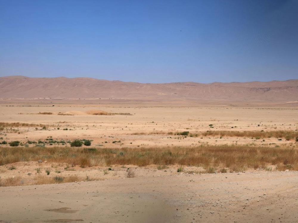 في اليوم العالمي لمكافحة التصحر.. استعادة الغطاء النباتي بـ 900 ألف غرسة مقاومة للجفاف