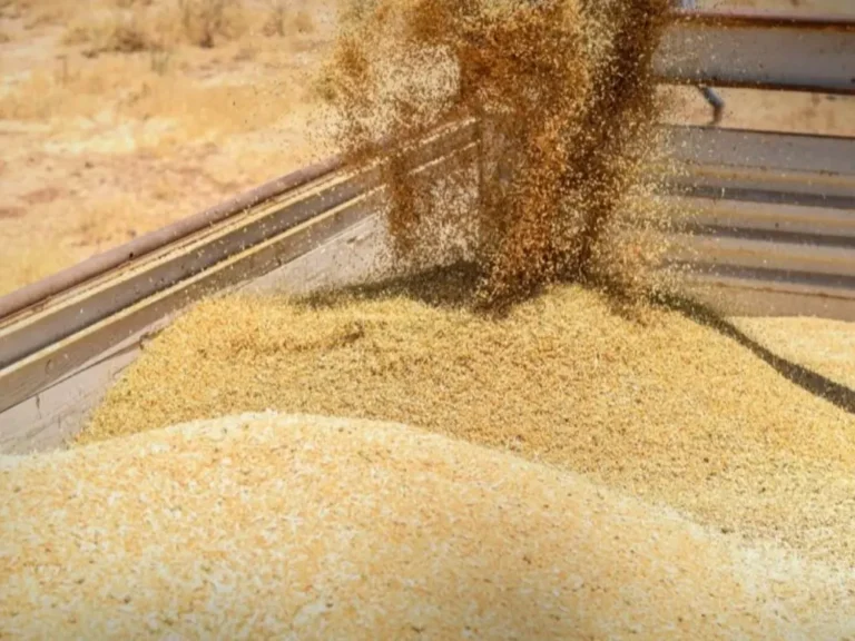 السورية للحبوب تعتمد آلية جديدة لتسويق قمح الحسكة
